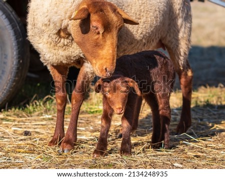 little Coburg fox sheep with mom