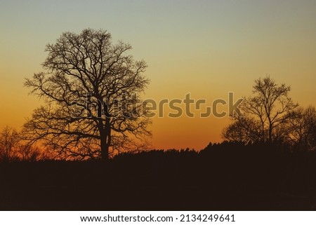 Silhouette of a tree in orange peaceful sunset. Backlit tree at sunset