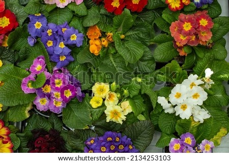 Colorful primula flowers, top view