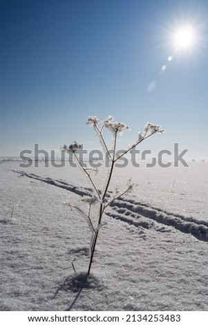 A lonely bush grows in the snow against the blue sky, the bright sun shines from above. High quality photo