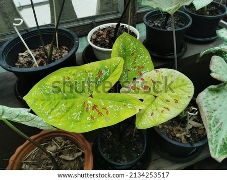Beautiful Caladium bicolor colorful leaf in the garden,Caladium bicolor plant in white pot. Minimal creative home decor concept.selective focus.
