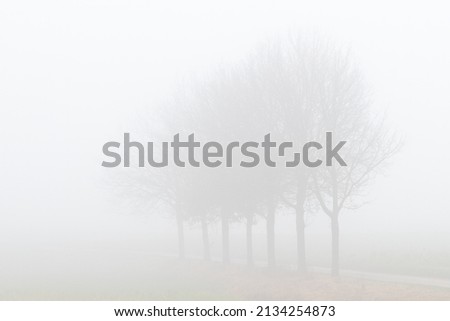 A row of trees covered by a thick layer of mist in winter season in the rolling hills of the Netherlands