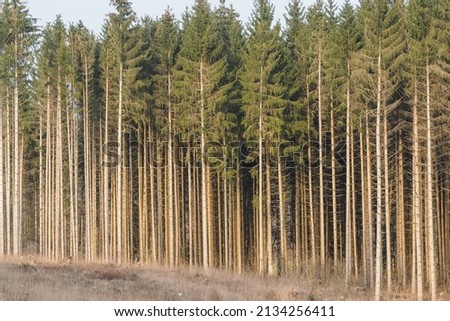 open forest edge of a spruce monoculture Royalty-Free Stock Photo #2134256411