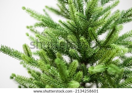 Decorative artificial coniferous branches on a light background