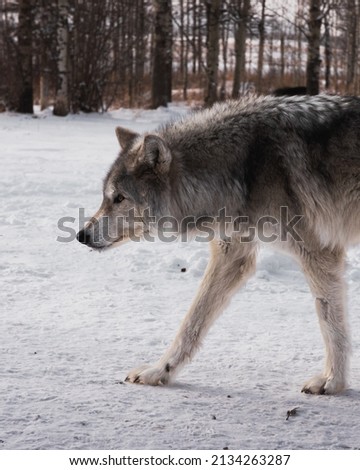 Grey wolf hunting in the winter