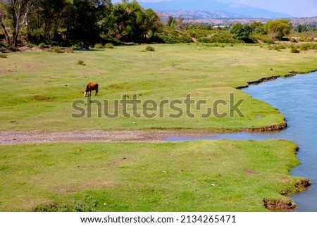 Cow and meadow. A cow grazing on the meadow near the river. Agriculture or farming or environment background photo. Cultured meat or lab-grown meat concept.