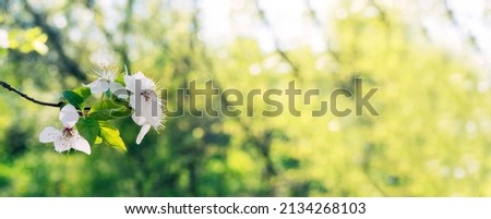 Beautiful nature scene. Spring blooming background. Nature is awakening.  white cherry flowers on tree branch  . Shallow depth of field. Banner with copy space for text.