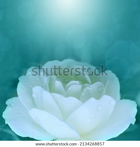 White rose isolated on green background close-up