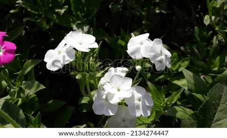 Some pictures of white flowers 