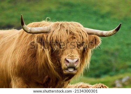 Single Highland Cow looking at the photographer