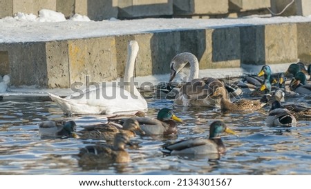 Swans and ducks on frozen river. Flock of wild mallard ducks and swans swims in the pond. Wintering of wild birds in the city. Survival of birds concept.