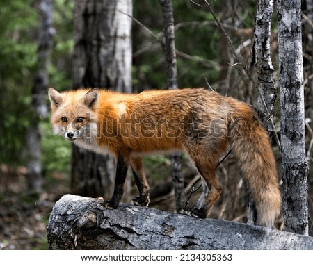 Red Fox close-up profile view standing on a log  in the spring season with blur forest background in its environment and habitat. Picture. Portrait. Photo. Fox Image.