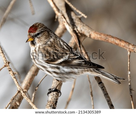 Red Poll bird perched with a blur forest background in its environment and habitat surrounding. Finch Portrait.
