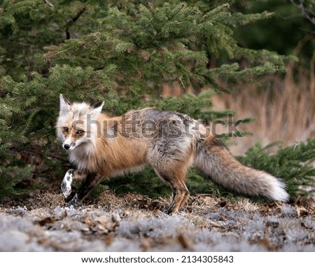Red Fox close-up profile side view with spruce tree background and enjoying its environment and habitat. Fox Image. Picture. Portrait.