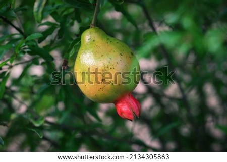 Pomegranate fruit hanging in a branch with green leaves background