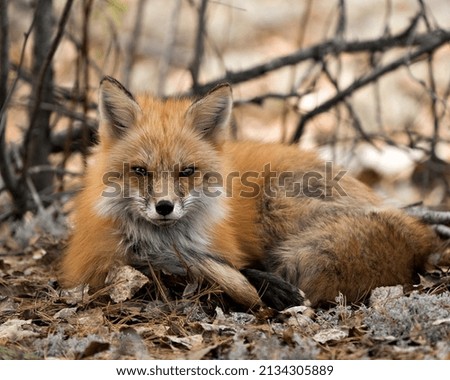 Red fox close-up profile view resting on white moss and brown leaves in the spring season displaying fox tail, fur, in its environment and habitat with a blur branches background. Fox Image. 