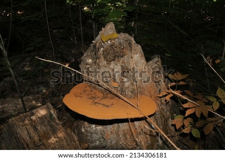 Mushroom on a dead timber with forest background in its environment and habitat surrounding. Fungus Portrait. 