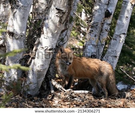 Red fox close-up profile side view in the spring season displaying fox tail, fur, in its environment and habitat with a birch trees background and brown leaves on ground. Fox Image. Picture. 