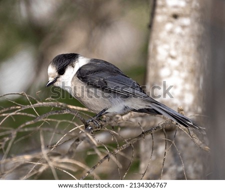 Gray Jay close-up profile view perched on a branch in its environment and habitat, displaying grey feather plumage and bird tail. Christmas picture ornament. Image. Picture. Portrait.