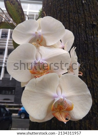 Beauty Yellow Moth orchids (Phalaenopsis amabilis) with water droplets commonly known as the moon orchid.