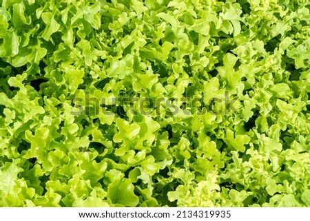 background of young juicy shoots of lettuce growing in a continuous carpet under the rays of the sun, selective focus