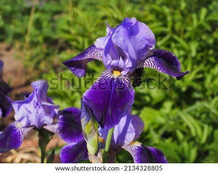 Iris Germanica or Bearded iris, bright colorful flowers with yellow hairs, close up. German bearded iris is herbaceous, flowering plant of the family Iridaceae. Popular garden plant. Royalty-Free Stock Photo #2134328805