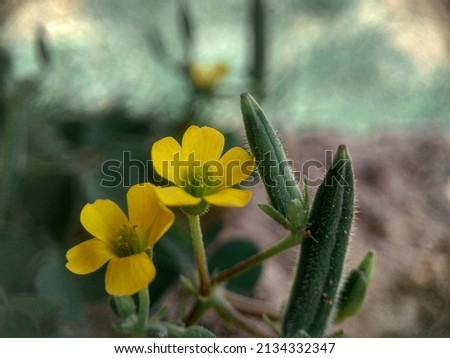 Beautiful yellow flowers of oxalis stricta in the garden.