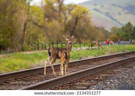A mother deer and her fawn cross the railroad. Two California Mule Deer (Odocoileus hemionus californicus).