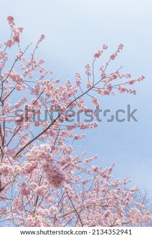 Cherry blossoms in full bloom East Lake Sakura Garden in Wuhan, Hubei