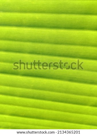banana leaf pattern in the form of a line