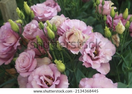 Pink eustoma flowers in the garden and park.  Pink eustoma decoration of the garden and park.  Irish rose - eustoma.  Background of eustoma flowers. Royalty-Free Stock Photo #2134368445