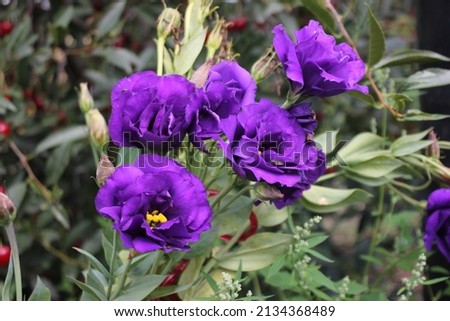 Blue, dark purple eustoma flowers in the garden and park.  Blue, dark purple eustoma decoration of the garden and park.  Irish rose - eustoma.  Background from eustoma flowers. Royalty-Free Stock Photo #2134368489
