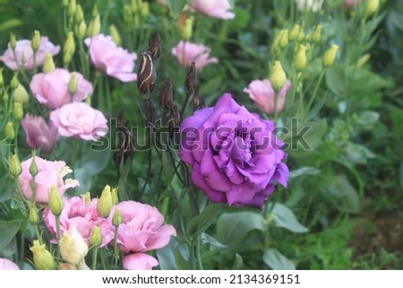 Blue, dark purple eustoma flowers in the garden and park.  Blue, dark purple eustoma decoration of the garden and park.  Irish rose - eustoma.  Background from eustoma flowers. Royalty-Free Stock Photo #2134369151