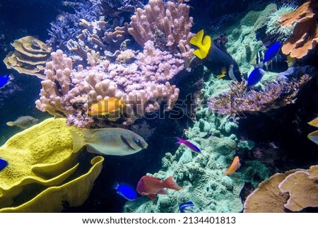 Close-up view of tropical fishes swimming in ocean
