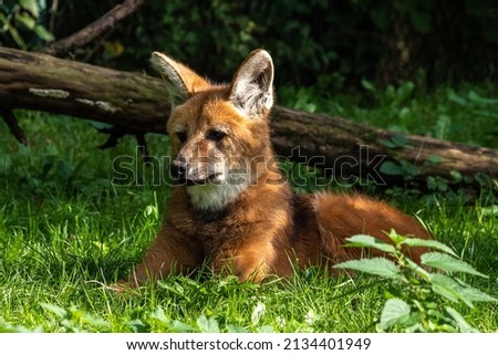 The Maned Wolf, Chrysocyon brachyurus is the largest canid of South America. This mammal lives in open and semi-open habitats, especially grasslands with scattered bushes and trees. Royalty-Free Stock Photo #2134401949