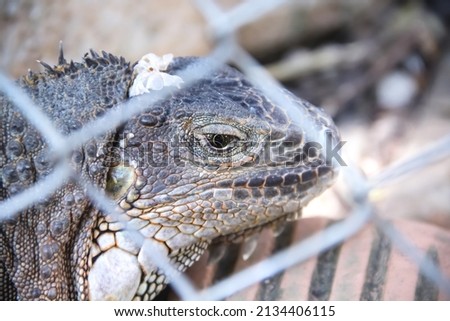 Close up Iguana head  in steel cage, reptile pet background Royalty-Free Stock Photo #2134406115