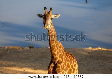 Giraffe's standing on the ground. High quality