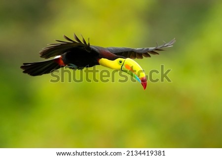 keel-billed toucan (Ramphastos sulfuratus), also known as sulfur-breasted toucan or rainbow-billed toucan, is a colorful Latin American member of the toucan family. It is the national bird of Belize