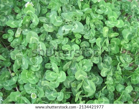 Pictures of clovers filling the screen.