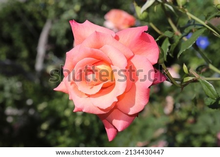 Cherry, yellow and apricot color Modern Shrub Rose Freisinger Morgenröte flowers in a garden in July 2021. Idea for postcards, greetings, invitations, posters, wedding and Birthday decoration