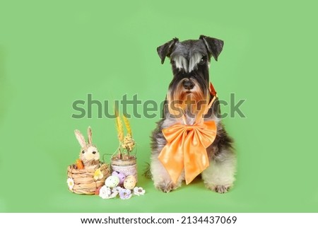 Easter-themed miniature schnauzer with egg, bell bow and Easter bunny 