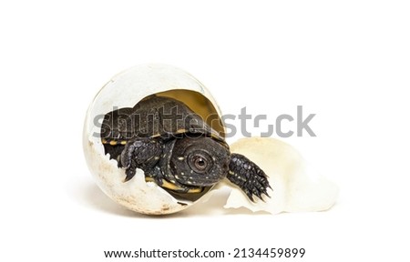 European pond turtle hatching from its egg, Isolated on white Royalty-Free Stock Photo #2134459899