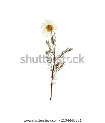 Pressed daisy. Pressed camomile. Dried camomile isolated on white background.