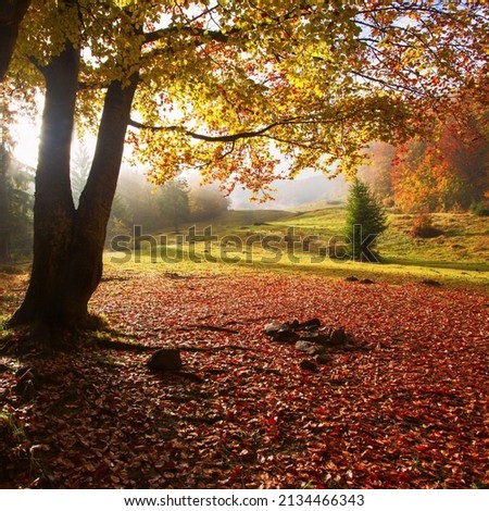 vertical autumn scenery, scenic autumn landscape  in Europe, beautiful autumn view in forest, Ukraine, Carpathian mountains