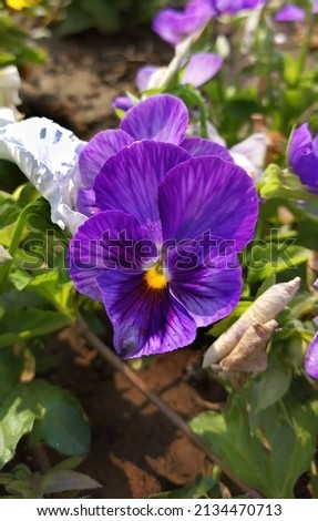 the photo of Pansy flower blooms in surat city park in india 