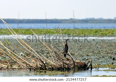 European Cormorant in Danube Delta