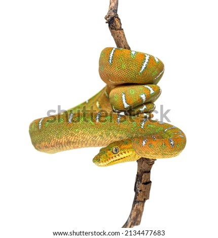 Juvenile Emerald tree boa, hanging and wrapped around a branch Royalty-Free Stock Photo #2134477683