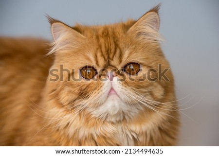 Red Persian exotic cat in front of white background Royalty-Free Stock Photo #2134494635
