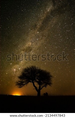 Milky way, night landscape with Caldén, typical tree of the Pampas plain, La Pampa, Argentina