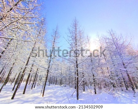 A beautiful winter forest landscape where snow is piled up on the branches of the planted larch and the morning sun is shining.